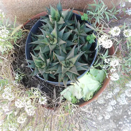 Vakantiehuis Moradias Ode *