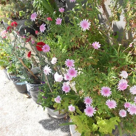 Tatil Evi Moradias Ode Odeceixe