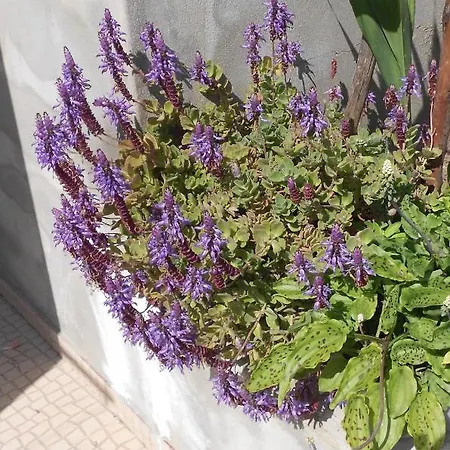 Casa vacanze Moradias Ode Odeceixe