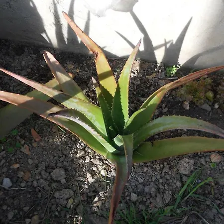 Moradias Ode * אודסש